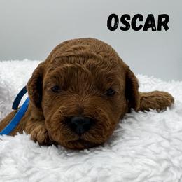 Oscar - Red  male Goldendoodle puppy in Eagle Mountian, Utah from The Puppy Family