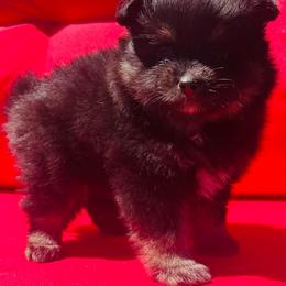 Brewski - Black and tan male Pomeranian puppy in Buck Valley, Pennsylvania from Buck Valley Pomeranians