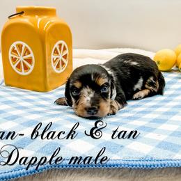 Dean - Dapple male Dachshund puppy in Prairieville, Louisiana from Southern Barron Danes & Dachshunds