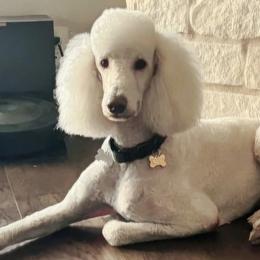 Poodles from Pristine Puppies and Signature Studs