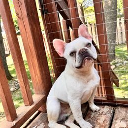 Dutton - French Bulldog