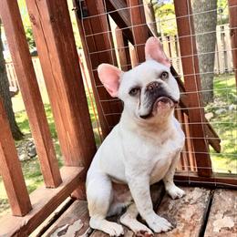 Dutton - French Bulldog