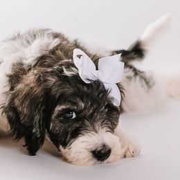 White - "Raleigh" - Bernedoodle puppy from Shabbey Sheek Bernedoodles