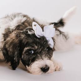 White - "Raleigh" - Bernedoodle puppy from Shabbey Sheek Bernedoodles