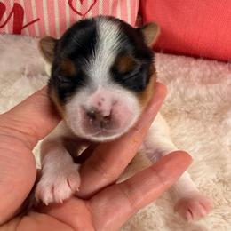 Lucia - Black tan and white female Biewer Terrier puppy in Stockbridge, Georgia from Jenn’s Georgia Morkies and Biewer Terriers