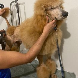 Afghan Hound puppies from D'Toirac Afghans