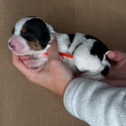 Orange - Tri-color male Bernedoodle puppy in Curtice, Ohio from The Pink Doghouse