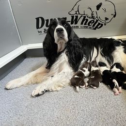Girl 1 - Liver and white female English Springer Spaniel puppy in Scio, Oregon from Starlet Springers