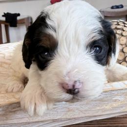 Girl 4 - Tri-color female Cavapoo puppy in Bloomfield, Iowa from Schooley Doodles