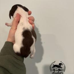 Stella - Piebald female Dachshund puppy in East Dover, Vermont from Audet’s Mini Dachshunds