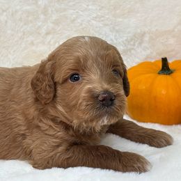 Jen - Apricot female Goldendoodle puppy in Casselberry, Florida from My Little Doodle