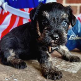 Chopper - Black male Miniature Schnauzer puppy in Kings Mountain, North Carolina from Behind the Beard Schnauzers