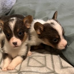 American Corgi, Cardigan Welsh Corgi, and Pembroke Welsh Corgi Puppies from Coopers Korner