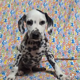 Sweet Tart- Mint Green LUA - White and black male Dalmatian puppy in Claremore, Oklahoma from Lotsofdots Dalmatians