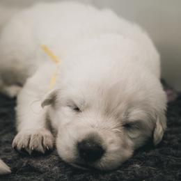 Yellow Girl - White female Berger Blanc Suisse puppy in Ogden, Utah from Nordic Dreams White Shepherds