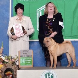 Chinese Shar-Pei All Grown Up from Camp Wrinkles Chinese Shar-Pei