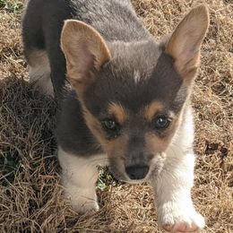 American Corgis and Pembroke Welsh Corgis from Case Of Blues Corgis