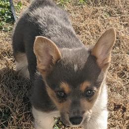 American Corgis and Pembroke Welsh Corgis from Case Of Blues Corgis