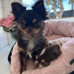 Roxi - Chihuahua