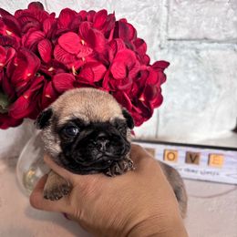 Gray collar - Fawn male Pug puppy in Tucson, Arizona from Furever Friends