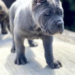 Cane Corso Puppies from Virtue Cane Corso