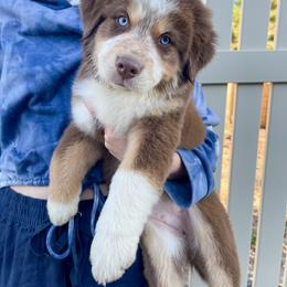 Australian Shepherd, Miniature American Shepherd, Miniature Australian Shepherd, and Toy Australian Shepherd Puppies from Painted Blue Aussies