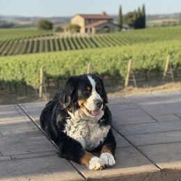 Thea - Bernese Mountain Dog