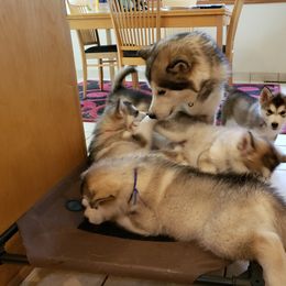 Alaskan Malamute Puppies from Delphi Alaskan Malamutes