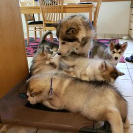 Alaskan Malamute Puppies from Delphi Alaskan Malamutes