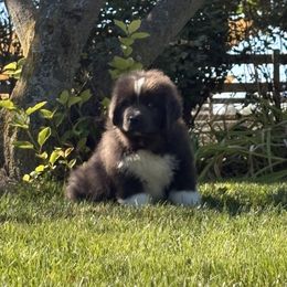 Girl 2 - White and gray female Newfoundland puppy in New York from Johnson Farms