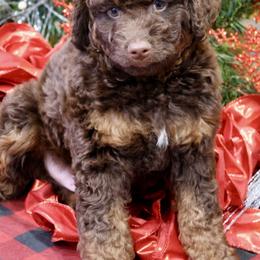Bernedoodle and Cavapoo Puppies from Lawler’s Legacy Litters