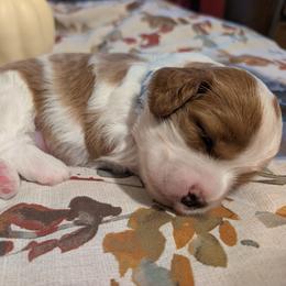 Blue - Blenheim male Cavapoo puppy in Newport, North Carolina from Crystal Coast Cavapoodles