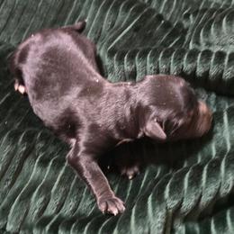 Better Davis - Black tri female Miniature Australian Shepherd puppy in Paris, Texas from Blue Envy Mini Aussies