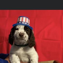English Springer Spaniel Puppies from A & R Springers