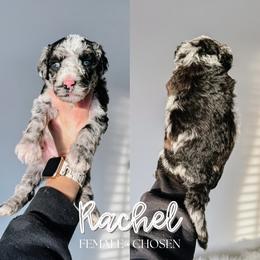 Rachel - Merle female Sheepadoodle puppy in Republic, Missouri from DOOD & Co