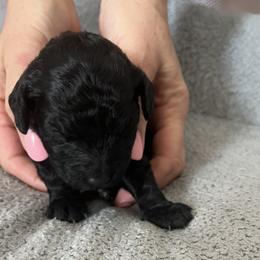 Girl 3 - Brown female Poodle puppy in St Augustine, Florida from St Augustine Poodles