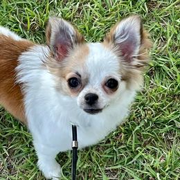 Chihuahuas and Papillons from Torro Chihuahuas