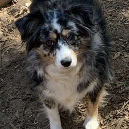Miniature Australian Shepherds and Toy Australian Shepherds from Lorislilsussies