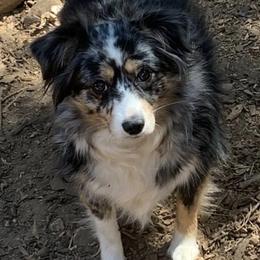 Miniature Australian Shepherds and Toy Australian Shepherds from Lorislilsussies