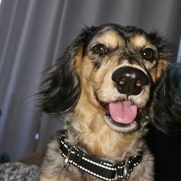 Dachshund Puppies from Schmooterbabies