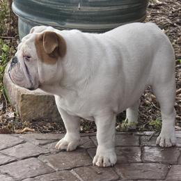 Emily - White female Bulldog puppy in Wichita, Kansas from Waltman's Bulldog's