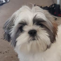 Woky - Shih Tzu