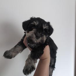 Brown - Black and silver female Miniature Schnauzer puppy in Thomasville, North Carolina from J&J's Future Horizons Kennel