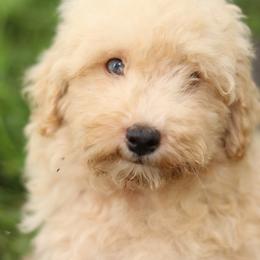 Jonny - Cream male Aussiedoodle puppy in Orleans, Indiana from Mae Blossom Puppies