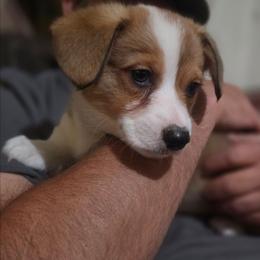 HEYWARD - Sable male Pembroke Welsh Corgi puppy in Pilot Rock, Oregon from L2H Corgi's