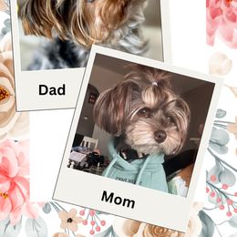 Yorkshire Terrier puppies from Nikki’s Yorkies