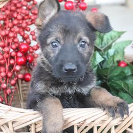 2832- Female Full DDR East German - Sable female German Shepherd puppy in Newville Al, Alabama from Triple S DDR German Shepherds