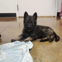 Watson (Orange male) - Sable male German Shepherd puppy in Winchester, Kentucky from Del Lago Canine