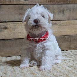 AKC red ribbon - White female Miniature Schnauzer puppy in Greencastle, Indiana from Tiny Tushy Lodge