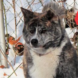 Semi - Akita